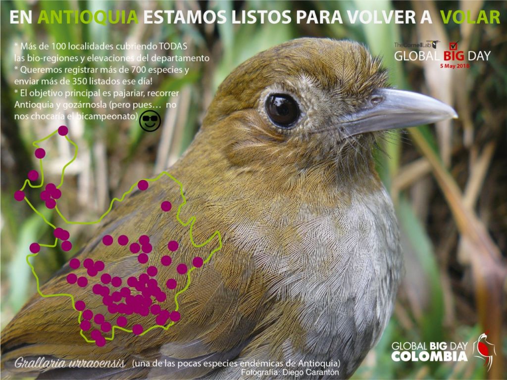 El 5 de mayo es el gran día mundial para la observación de pájaros