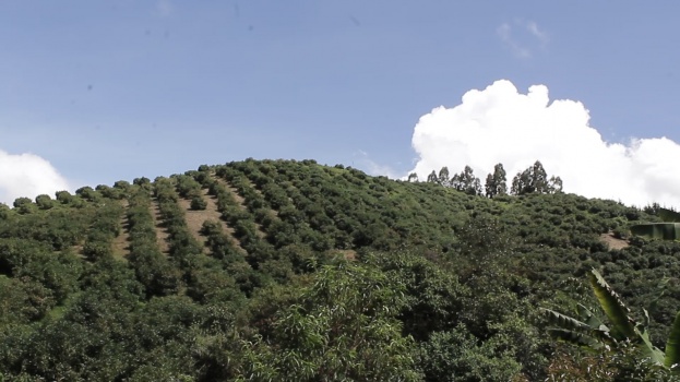 Secretaría de Agricultura apoyará formativa y técnicamente a productores de aguacate hass en Peque.