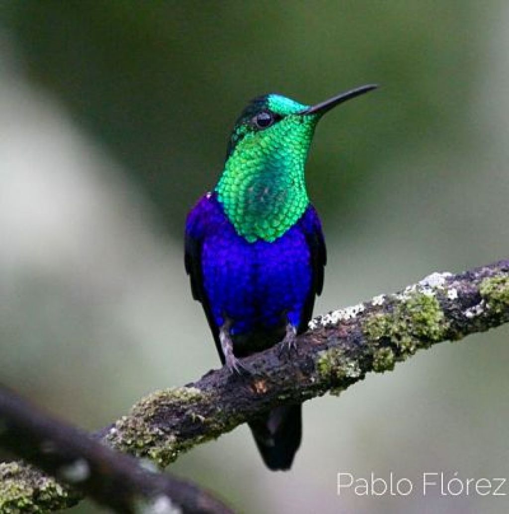 Avistamiento de aves, la magia de Antioquia, en los nuevos desarrollos del turismo