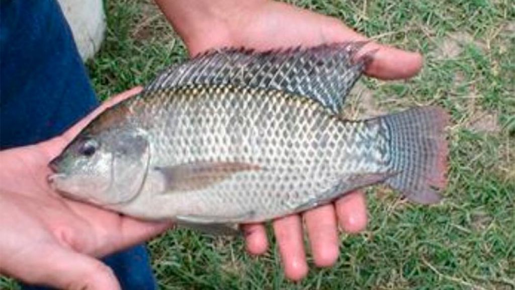 Antioquia fortalece la pesca y la acuicultura