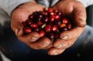 El Café de Antioquia, Vive caminos de tradición