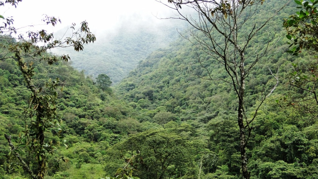 La Gobernación de Antioquia presenta en la COP 16 la riqueza de los ecosistemas del Departamento y reafirma su compromiso por la protección de la biodiversidad