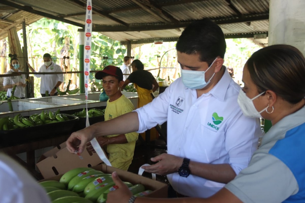 Gobernación activa plan de apoyo a pequeños productores de plátano de Urabá