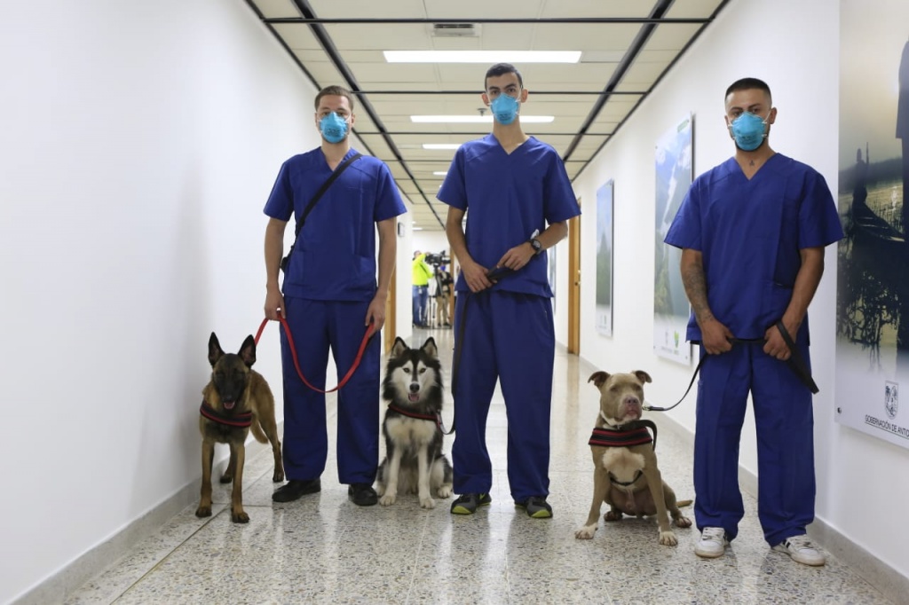Gobernación de Antioquia se une a investigación de caninos detectores de la COVID19