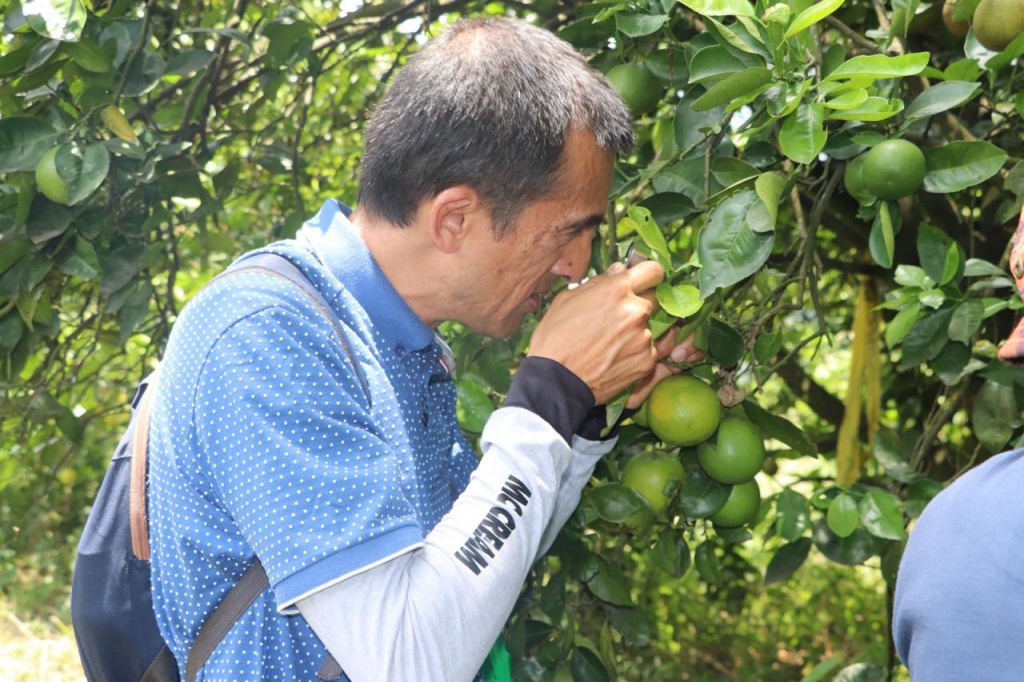 Antioquia fortalece acciones para combatir la enfermedad del HLB que amenaza los cultivos de cítricos en el departamento