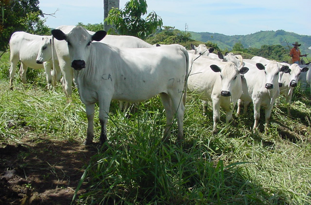 Secretaría de Agricultura de Antioquia promueve el liderazgo del sector cárnico