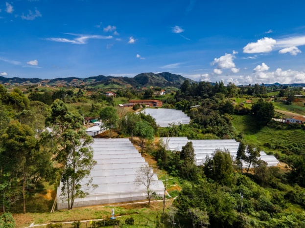 Durante la pandemia se han ejecutado más de $14.000 millones en la recuperación de la economía agropecuaria de Urabá y Oriente 