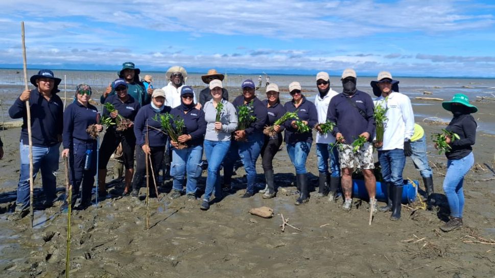 La Gobernación de Antioquia ha sembrado 78 hectáreas de manglar para la restauración del ecosistema en el Golfo de Urabá