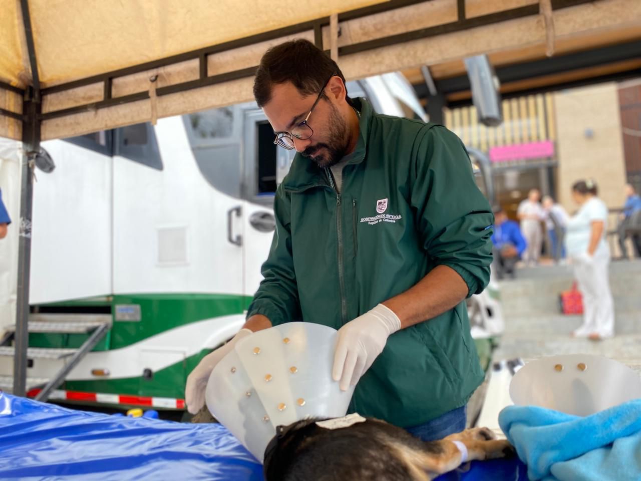 Con más de 43 mil esterilizaciones gratuitas Antioquia avanza en el bienestar animal en el Departamento 