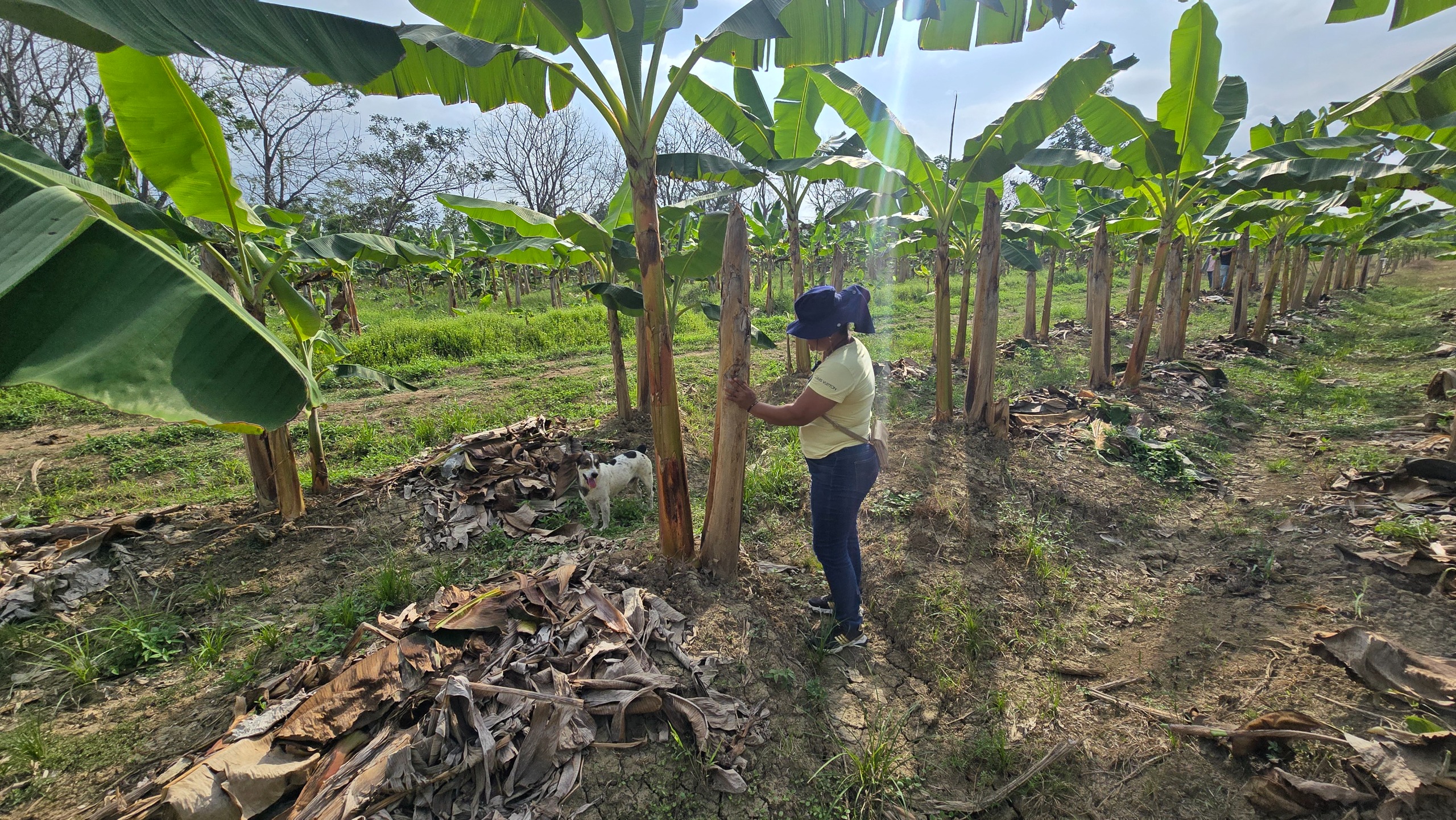 Productores de plátano de Urabá reciben kits de insumos agrícolas para la recuperación de cultivos afectados por lluvias