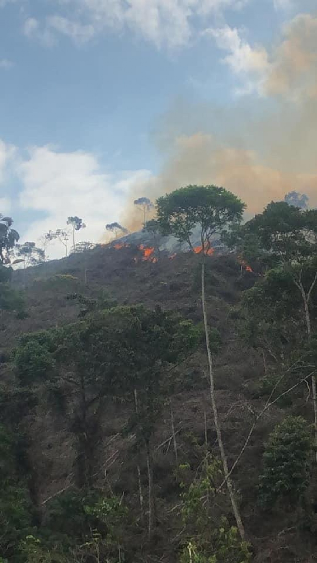 Cuerpos de Bomberos en coordinación con Dapard trabajan para evitar propagación de incendio de cobertura vegetal en el sector Puente Gabino
