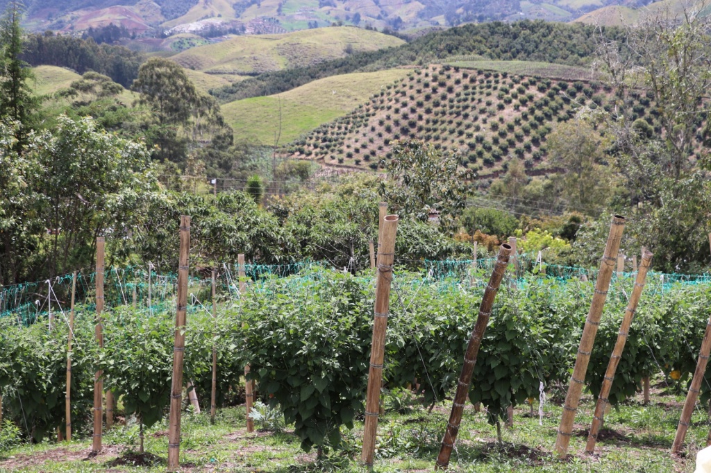 Agro Antioquia Exporta 4.0. jalonó el registro exportador para 60 predios en Urabá, Nordeste y Oriente